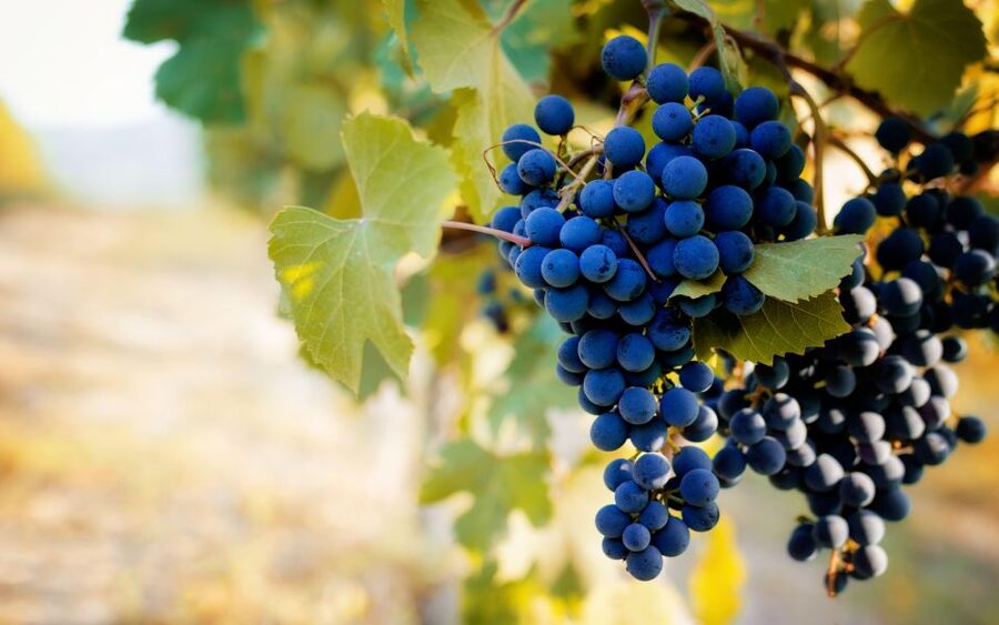 From Milan: Barolo Wine Tasting, Alba Tour and Castle Visit - The castle visit and panoramic viewpoint