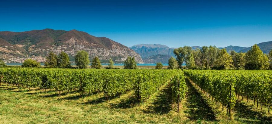 From Milan: Full Day in Franciacorta. 2 Wineries & Lunch - From Milan (Bignami) to Lake Iseo Views: What the Morning Feels Like