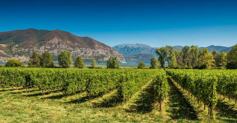 From Milan: Full Day in Franciacorta. 2 Wineries & Lunch - Price and Value: Is $373 Worth It?