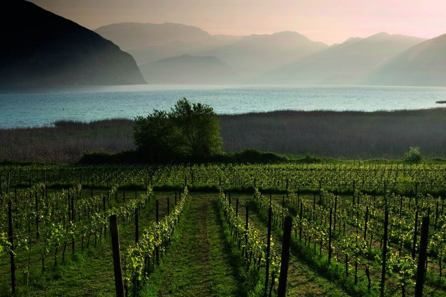 From Milan: Full Day in Franciacorta. 2 Wineries & Lunch - Who This Tour Fits Best (and Who Might Skip It)