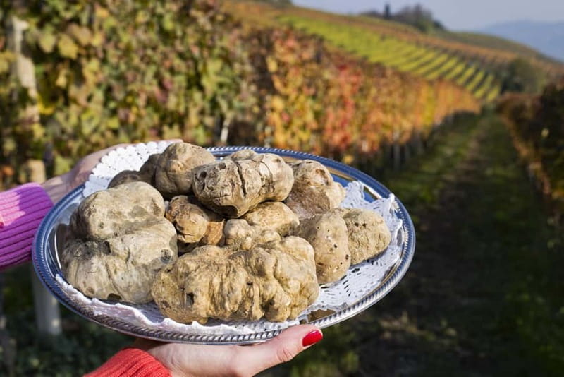 From Milan: Langhe Wine Region Day Trip with Barolo Tasting - How the 10-hour pace feels in real life