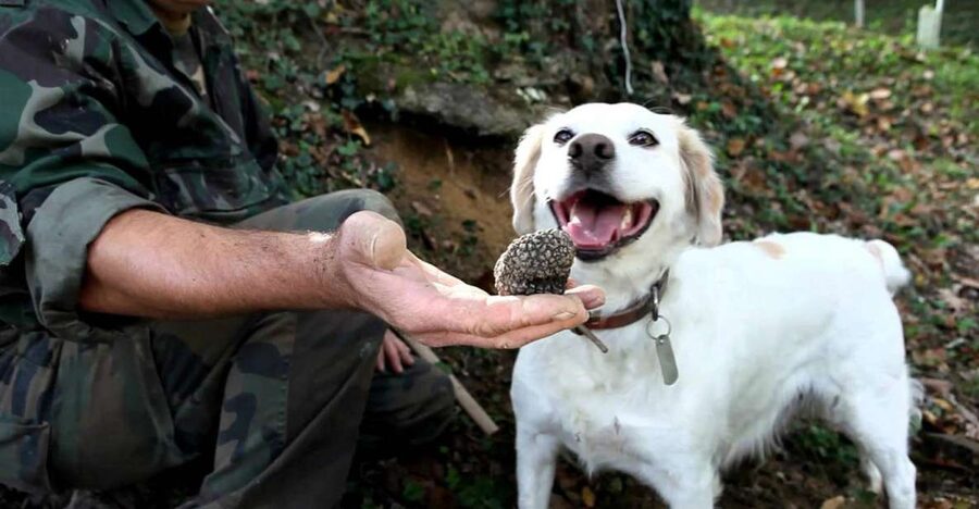 Full-Day Barbaresco Wine Tour with Truffle Hunting and Lunch - Barbaresco town center: your payoff view at the end of the day