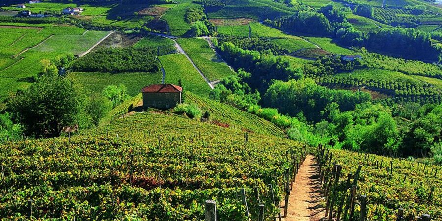 Full-Day Barbaresco Wine Tour with Truffle Hunting and Lunch - Timing, pacing, and what to pack for an 8-hour day