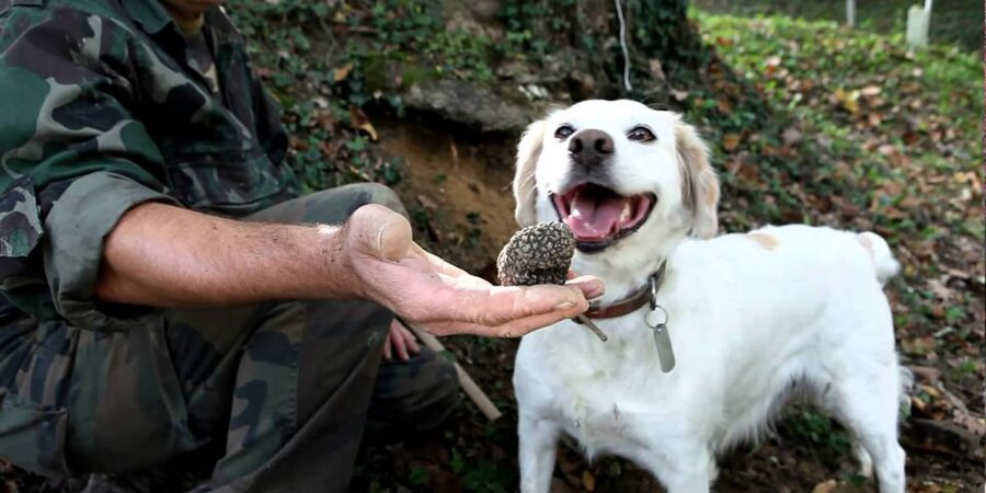 Full-Day Barbaresco Wine Tour with Truffle Hunting and Lunch - Price and value: what you’re really paying for