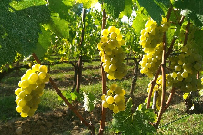 Lake Iseo & Franciacorta Winery. Scenic & Wine Tasting tour - The Lake Iseo boat cruise: what you gain from the crossing