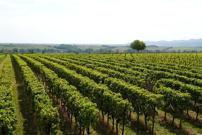 Lake Iseo & Franciacorta Winery. Scenic & Wine Tasting tour - Franciacorta wine route: tasting three sparkling wines the right way