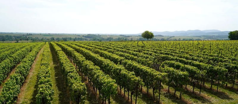 Milan: Brescia & Franciacorta with Wine Tasting Small Group - Price and Value: Is $214.11 Worth It?