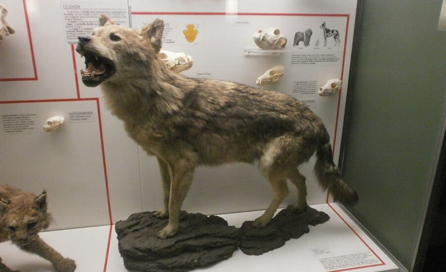 Milan: Natural History Museum Entry Ticket & Audio Guide - Natural History Museum on Corso Venezia: the setting matters more than you think