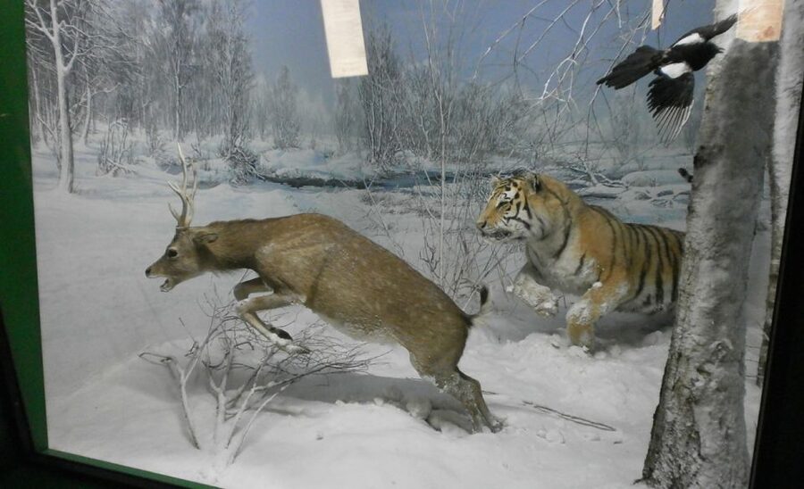 Milan: Natural History Museum Entry Ticket & Audio Guide - Pricing and value: why $12 can be a smart museum move