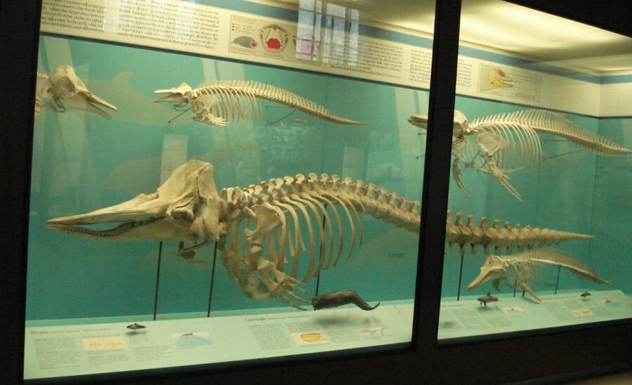 Milan: Natural History Museum Entry Ticket & Audio Guide - How the smartphone audioguide works for a 2-hour visit