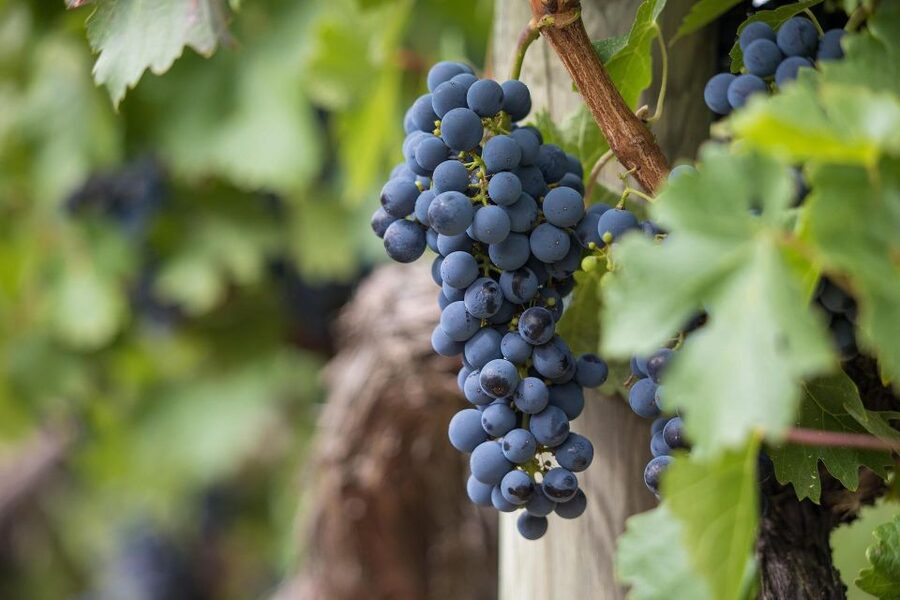 Milan: Wine Tasting with an Italian Sommelier - Aperitivo pairing: cheese, cold cuts, olives, and local bread