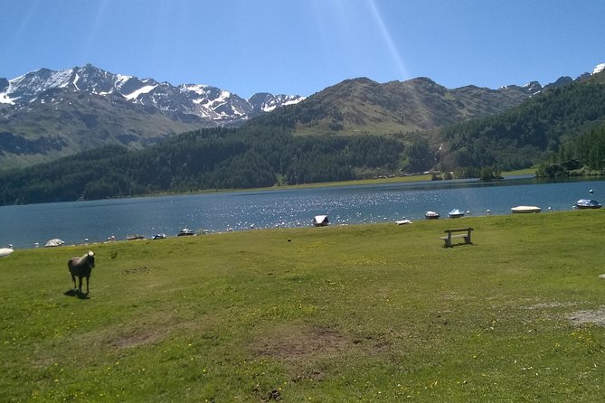 Private tour to Bernina train & Lake Como. Hotel pick-up - The Bernina Express Red Train: the Piz Bernina climb you came for