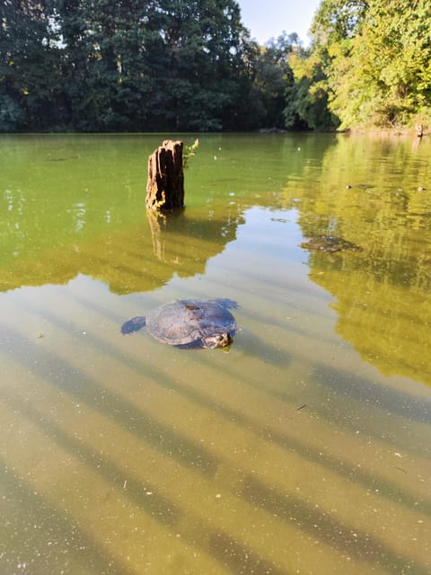 Trekking in the Wood with picnic on the turtles lake - Why Milan has a forest you can actually feel