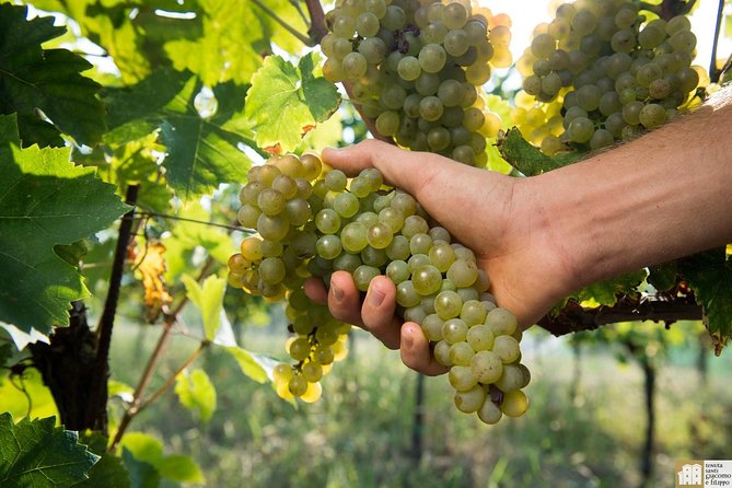 Wine Class and Tasting in Milan - Semi Private tour - Four Italian wines and a real pairing, not just free cheese